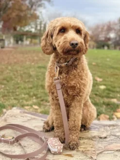 Collier waterproof Cloud pour chien - Espresso - Shop Sunny Tails