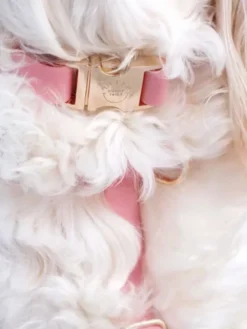 Collier waterproof Cloud pour chien - Rose parfait - Shop Sunny Tails