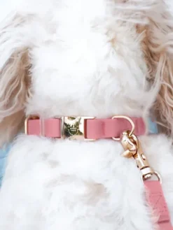 Collier waterproof Cloud pour chien - Rose parfait - Shop Sunny Tails