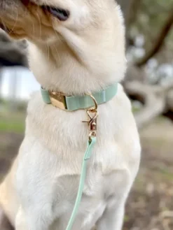 Collier waterproof Cloud pour chien - Pistache - Shop Sunny Tails