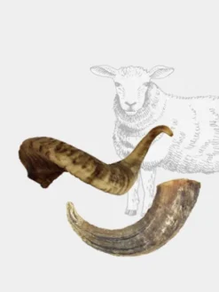 Corne de mouton à mâcher pour chien