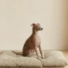 Coussin pour chien Bela - Velours côtelé beige - Cafide