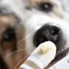 Dentifrice naturel pour chien et chat
