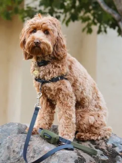 Distributeur de sacs à crottes pour chien - Vert - Wildebeest