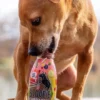 Délicieux Smoothie 🥤 naturel pour chien - Sweet Veggie 🍌🍎🍓- Sloofie