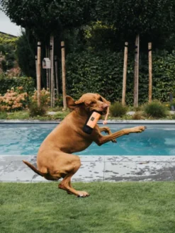 Dummy pour chien sac d'éducation - Orange - Hunter