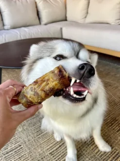 Friandise de mastication pour chien - Trachée de cheval 🐎