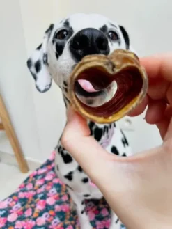 Friandise de mastication pour chien - Trachée de cheval 🐎