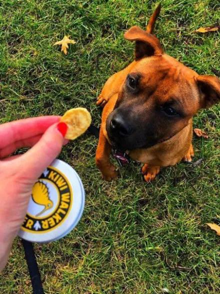 Friandises naturelles pour chien et chat - Banane - Kiwi Walker