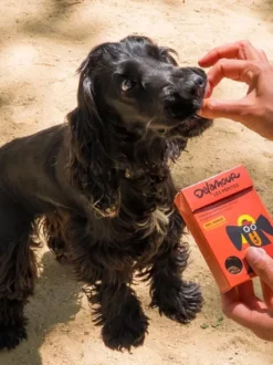 Friandises pour chien - Les Pépites au Boeuf 🐂 - Delamour