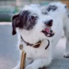 Friandises Vegan à mâcher pour chien - Mobilities - Vegdog