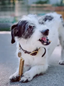 Friandises Vegan à mâcher pour chien - Mobilities - Vegdog