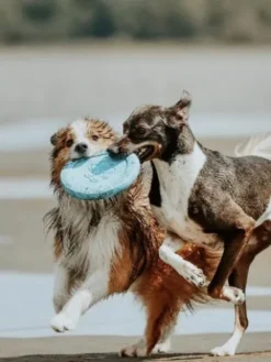 Frisbee Eco Friendly pour chien - Zisc - West Paw - Bleu