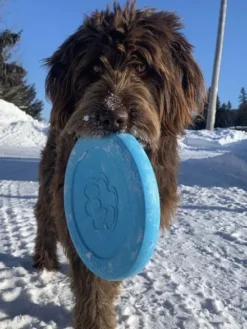 Frisbee Eco Friendly pour chien - Zisc - West Paw - Bleu