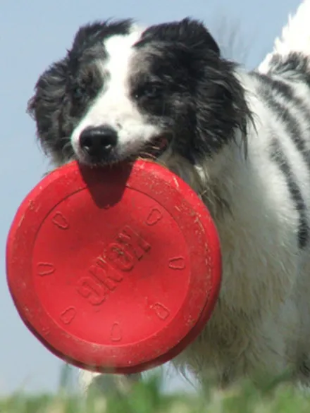 Frisbee pour chien - KONG® Flyer Classic - Taille L