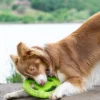 Frisbee pour chien mousse haute densité - Orange - Kiwi Walker