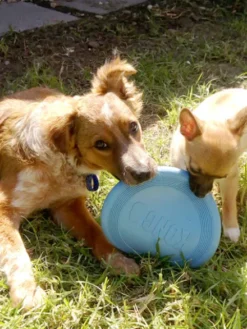 Frisbee pour chiot - KONG® Puppy Flyer - Rose