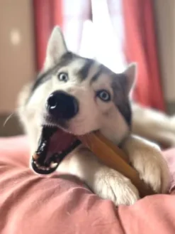 Fromage de Yak à mâcher pour chien - 1 bâton taille XL