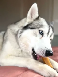 Fromage de Yak à mâcher pour chien - 1 bâton taille L
