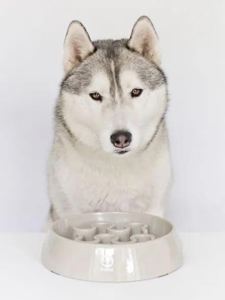 Gamelle anti-glouton grand chien - Gris