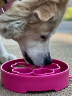 Gamelle d'enrichissement pour chien - Flower Rose - SodaPup