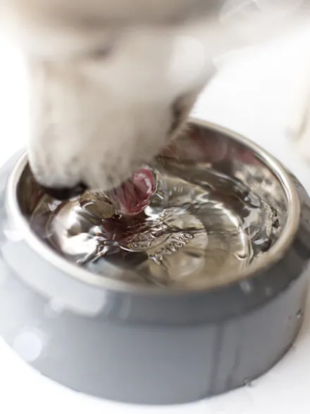 Gamelle YOOMY pour chien - Sable
