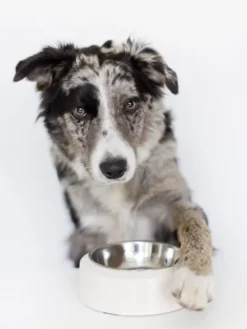 Gamelle YOOMY pour chien - Sable