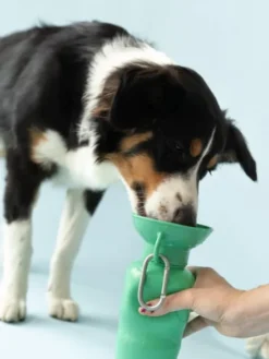 Gourde pour chien avec distributeur d’eau - Large (65 cl) Vert - Springer