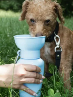Gourde Springer Flip Dog avec distributeur d’eau - Bleu ciel - Springer