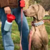 Gourde Springer Flip Dog - Ed. Limitée Cherry Sky - Springer