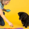Grand Tapis de fouille snuffle mat - Halloween 👻 - Pet PLAY