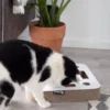 Griffoir en carton pour chat - Carré blanc