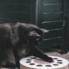 Griffoir en carton pour chat - Rond noir