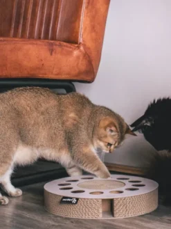 Griffoir en carton pour chat - Rond noir