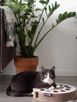 Griffoir en carton pour chat - Rond noir