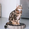 Griffoir en carton pour chat - Soleil noir