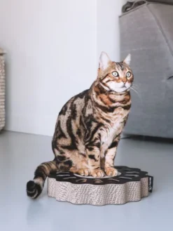 Griffoir en carton pour chat - Soleil noir