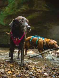 Harnais avec poignée Ruffwear - Flagline - Alpenglow Pink