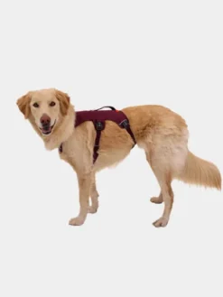 Harnais avec poignée Ruffwear - Webmaster - Purple Rain