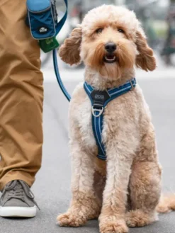 Harnais Bleu pour chien - Comfort Walk Air 3.0 - DOG Copenhagen