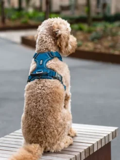 Harnais Bleu pour chien - Comfort Walk Pro 3.0 - DOG Copenhagen