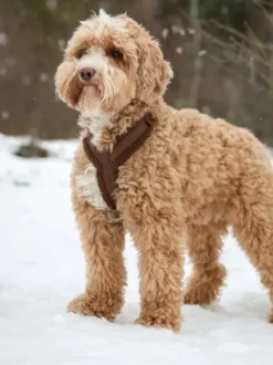 Harnais en H pour chien - Sherpa Clay - Furlou