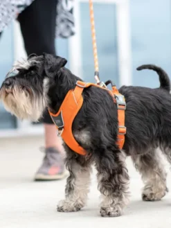 Harnais Orange pour chien - Comfort Walk Pro - DOG Copenhagen