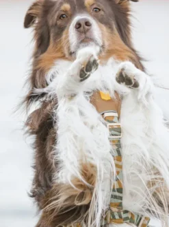 Harnais original pour chien motif Cloudbeam - Woolly Wolf
