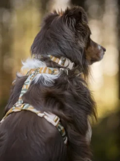 Harnais original pour chien motif Cloudbeam - Woolly Wolf