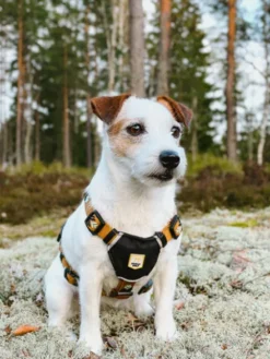 Harnais original pour chien motif Sea to Summit - Woolly Wolf