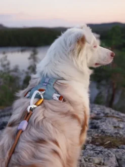 Harnais pour chien Alpha 360 - Glacier Green Mix - Woolly Wolf