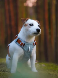 Harnais pour chien Alpha 360 - Glacier Green Mix - Woolly Wolf