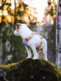Harnais pour chien Alpha 360 - Lavender Mix - Woolly Wolf