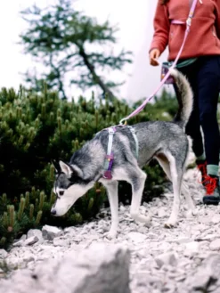 Harnais pour chien Alpha 360 - Mauve Mix - Woolly Wolf